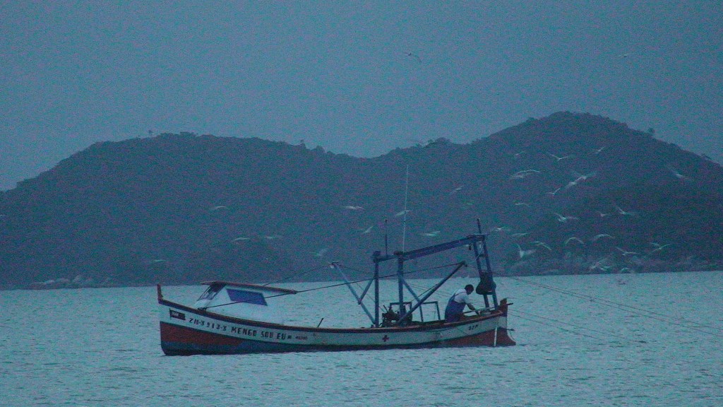 Gaivotas e o pesqueiro de camarão