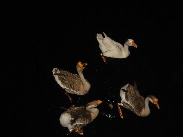 Esses gansos vêm nos visitar logo que o dia raia (nos acordam com seus nhón, nhón, nhón) e logo que anoitece. Pedem pão a todos os barcos que aqui ancoram. 