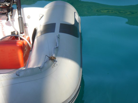 Quando íamos entrar no Chico Só, tinha um allien visitando-o.