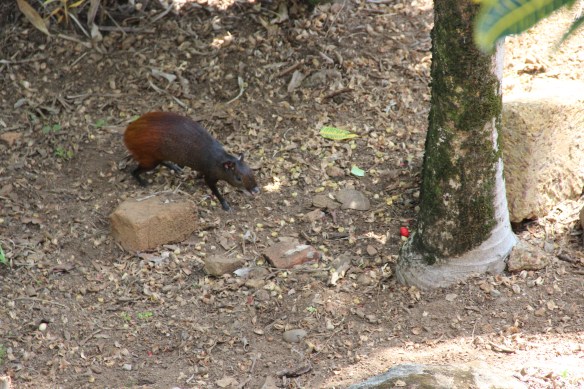 Caribe 2013-2014 244