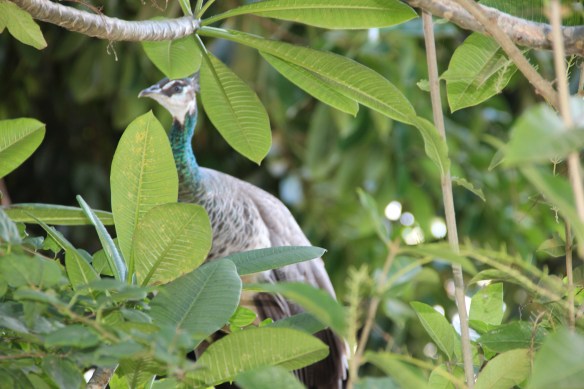 Caribe 2013-2014 252