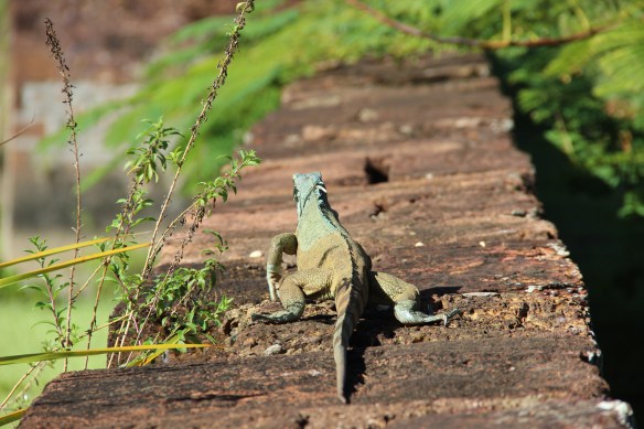 Caribe 2013-2014 261