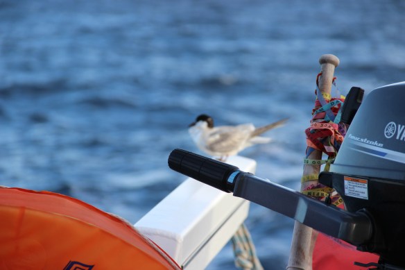 O foco da foto errado, mas tem um Cem Réis descansando no turco. Ele estava há dois dias nos rondando. Prenúncio de terra próxima. 