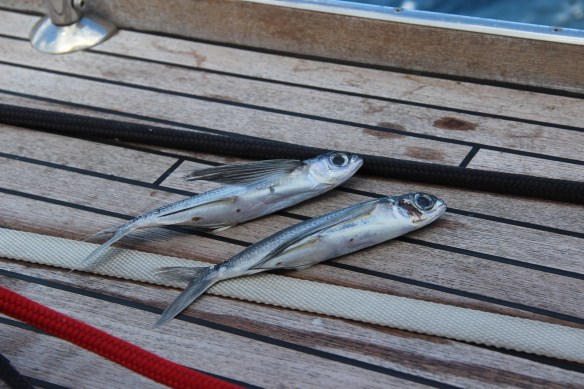 Peixes voadores - caem no convés, durante seus voos, infelizmente, especialmente durante a noite. Num amanhecer havia mais de 20 deles. 
