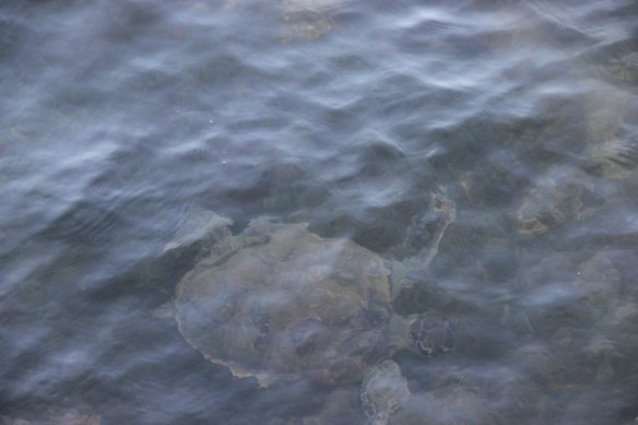 Tartaruga que nos visitava todos os dias.