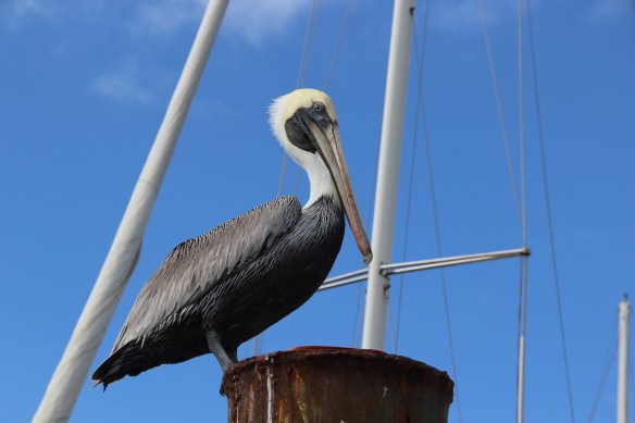 Pelicanos - existem aos montões.