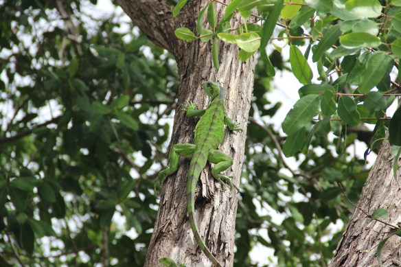 Todos os dias podíamos ver esse lagarto verde e seus 3 filhotes. Eles comiam o pão que jogávamos na grama.