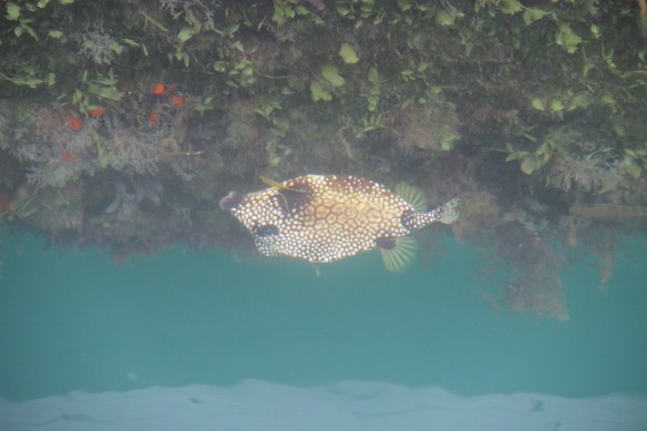 Caribe 2013-2014 643