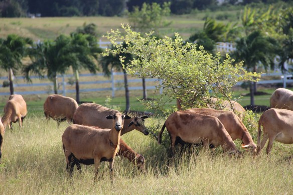Caribe 2013-2014 479