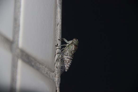 Cigarra pousada na nossa sacada, feliz da vida a cantar fora de época. Eram duas, mas até eu pegar a câmera uma delas já tinha voado.