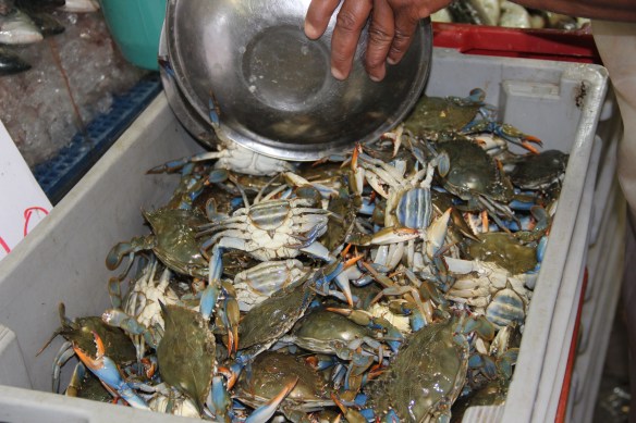 Siris vivos - comprados no Mercado Público de Florianópolis - maravilhosos!