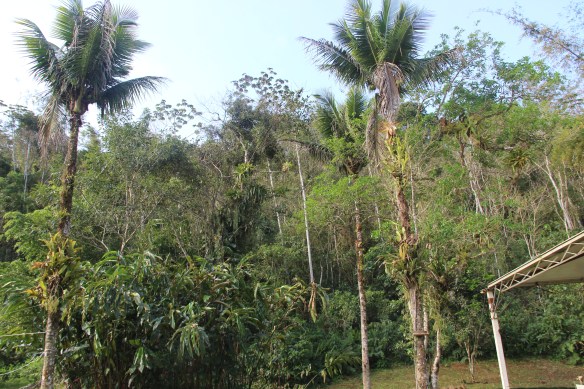 Pedacinho da Mata Atlântica que envolve o Shambhala