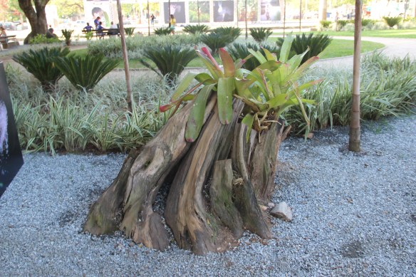 Já que a onda é fotografia, lá vai uma nossa - "bromélias sobre coto de árvore amputada".