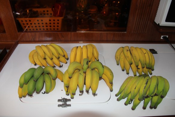 Outro dia, colhemos m cacho de bananas (de uma bananeira derrubada -  pelo vento?) lá no meio do mato no Saco do Fundão. Hoje desmembrei-o em pencas, para facilitar sua guarda.