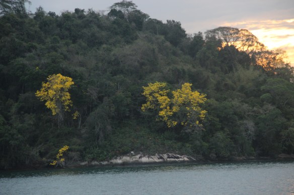 Chegando à Ilha da Cotia que, nessa época, está florida e linda como nunca.